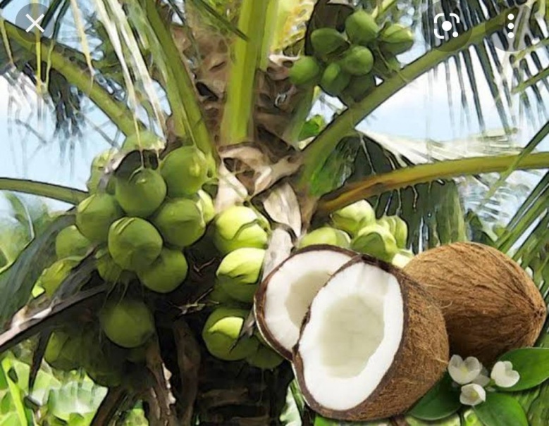ประโยชน์ด้านความงามของ "น้ำมันมะพร้าว" ไอเท็มเด็ดที่ควรมีติดบ้าน