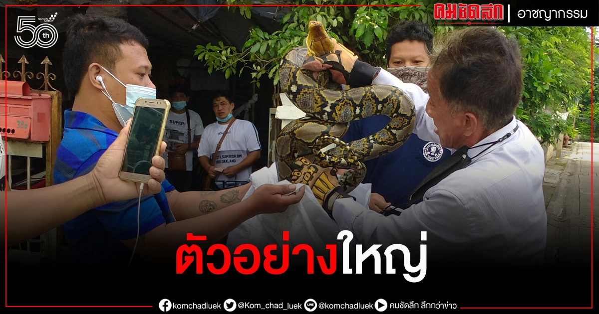 สุดช็อก "งูเหลือม"ขนาดใหญ่เข้ารถ รีบแจ้งกู้ภัยเร่งนำออกโดยด่วน