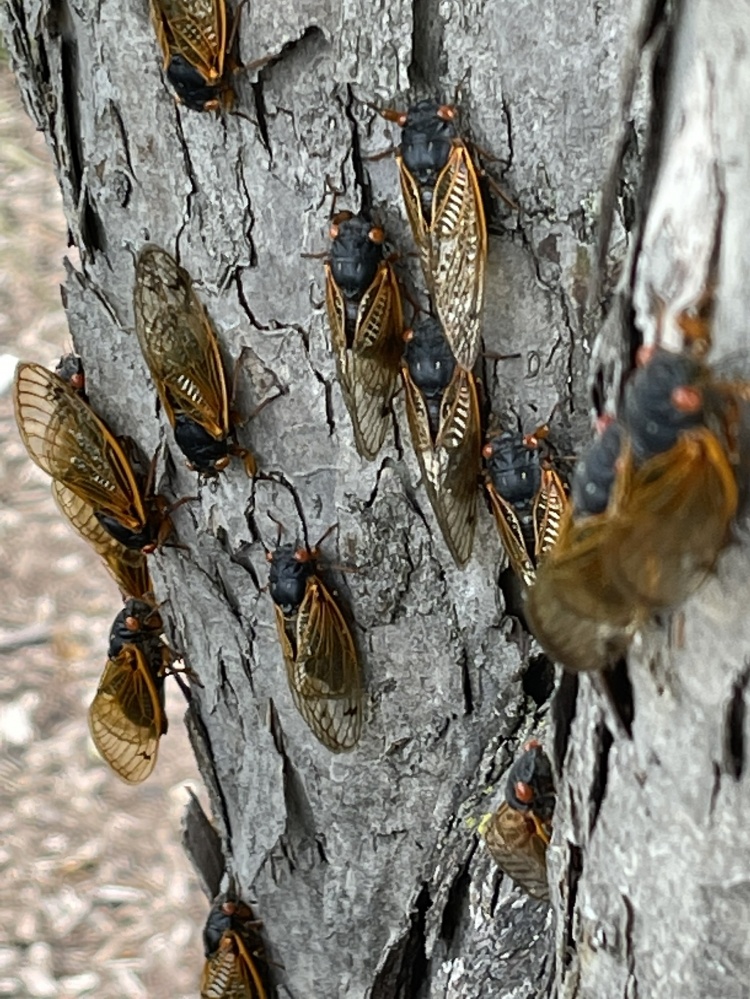 ปรากฏการณ์ "จักจั่น Brood X" ที่โอไฮโอ สหรัฐอเมริกา