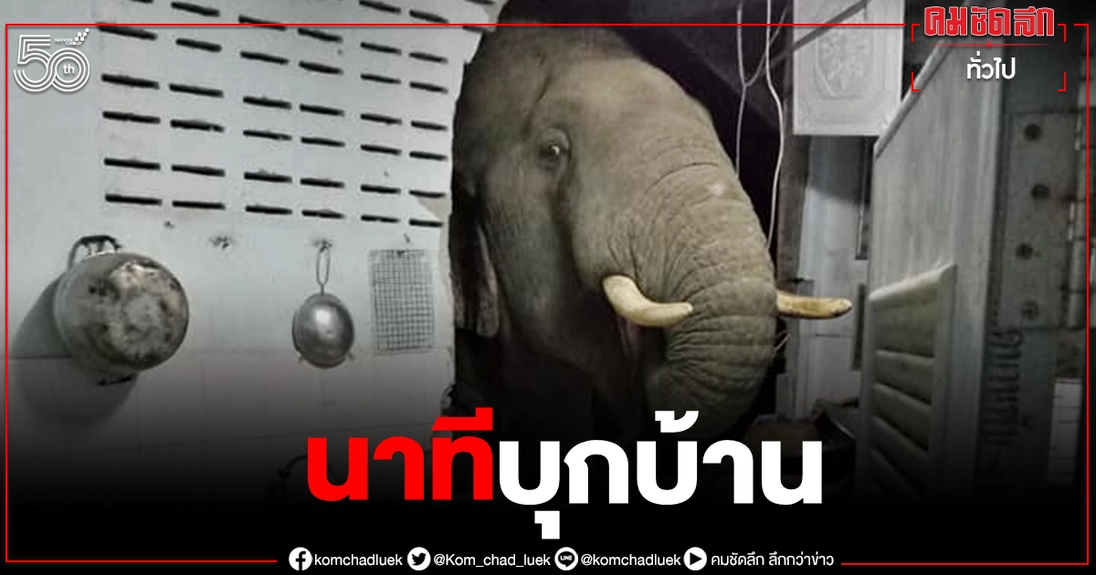 หิวเป็นเหตุ "ช้างป่า" บุกพังบ้านกลางดึก เข้าครัวหาของกิน