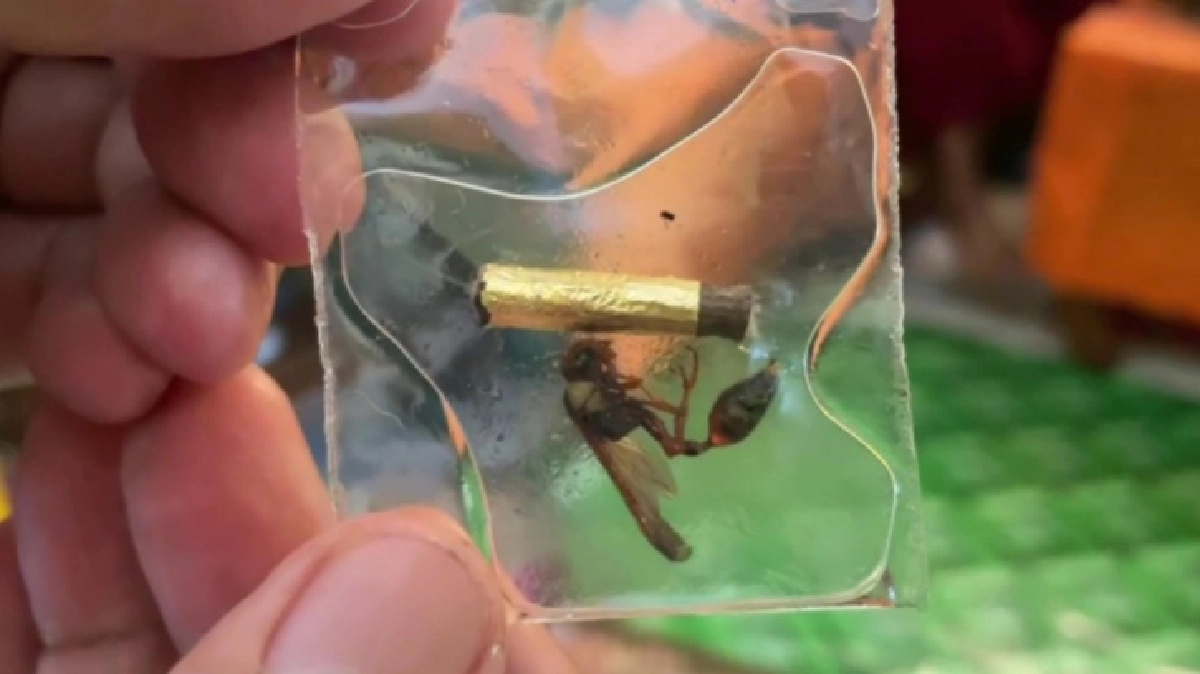 จากปากลูกศิษย์ปมหลวงพ่อ "เสกใบมะขามเป็นตัวต่อ" บอกทำได้จริง เผยที่มาคาถา