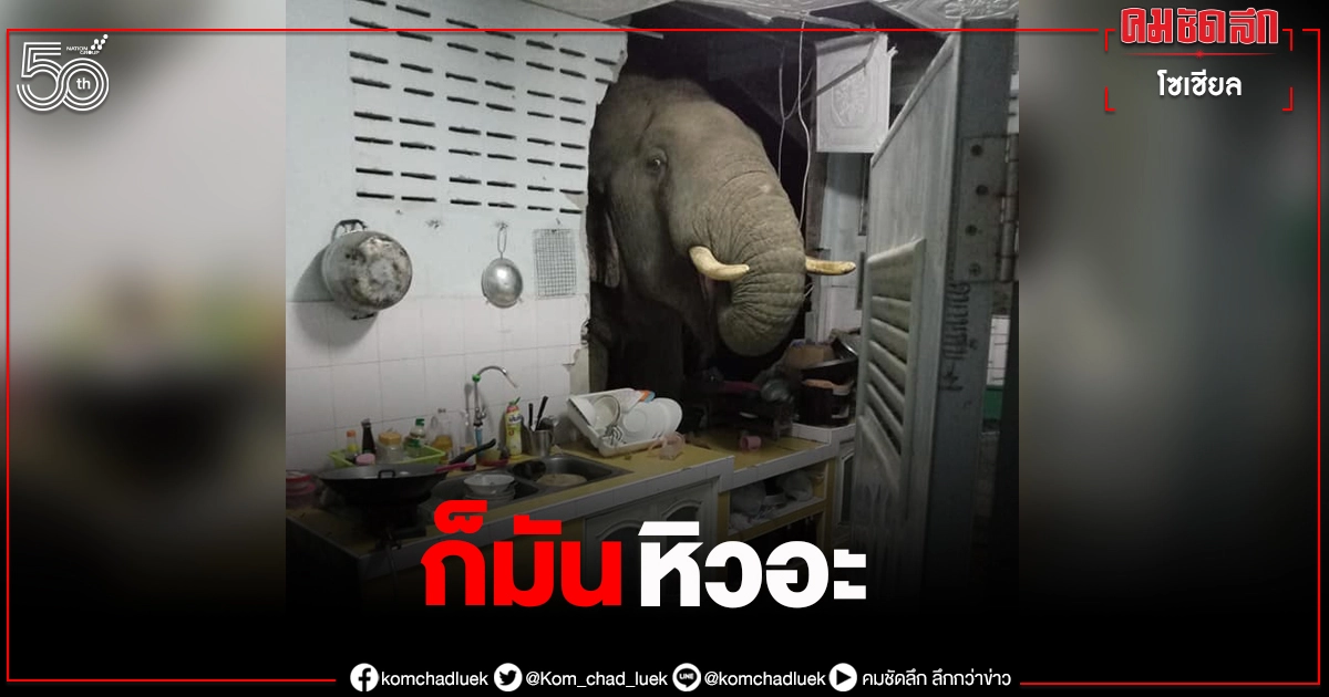 น้องหิว แห่แชร์ภาพ "ช้างป่า" บุกห้องครัวชาวบ้านหาของกิน ล่าสุดกรมอุทยานฯชี้แจงแล้ว น้องหิว แห่แชร์ภาพ "ช้างป่า" บุกห้องครัวชาวบ้านหาของกิน ล่าสุดกรมอุทยานฯชี้แจงแล้ว