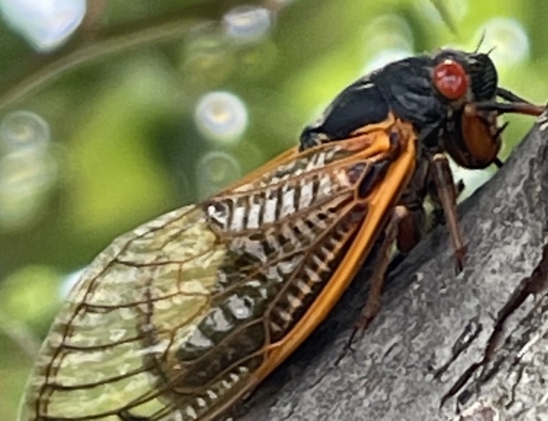 ปรากฏการณ์ "จักจั่น Brood X" ที่โอไฮโอ สหรัฐอเมริกา