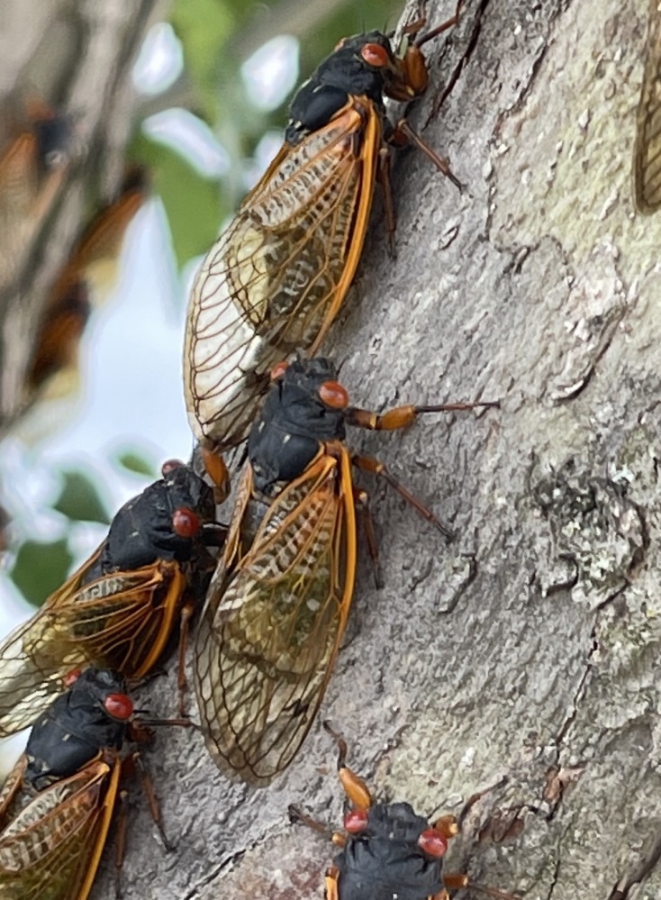 ปรากฏการณ์ "จักจั่น Brood X" ที่โอไฮโอ สหรัฐอเมริกา