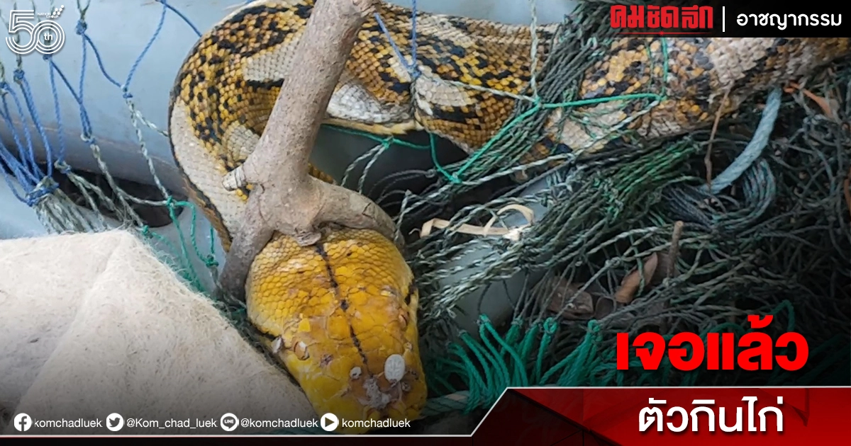 เจอแล้วหัวขโมย เขมือบไก่ไปเกือบ100 ตัว คอหวยพลาดไม่ได้ส่องเลขที่บ้าน (มีคลิป)