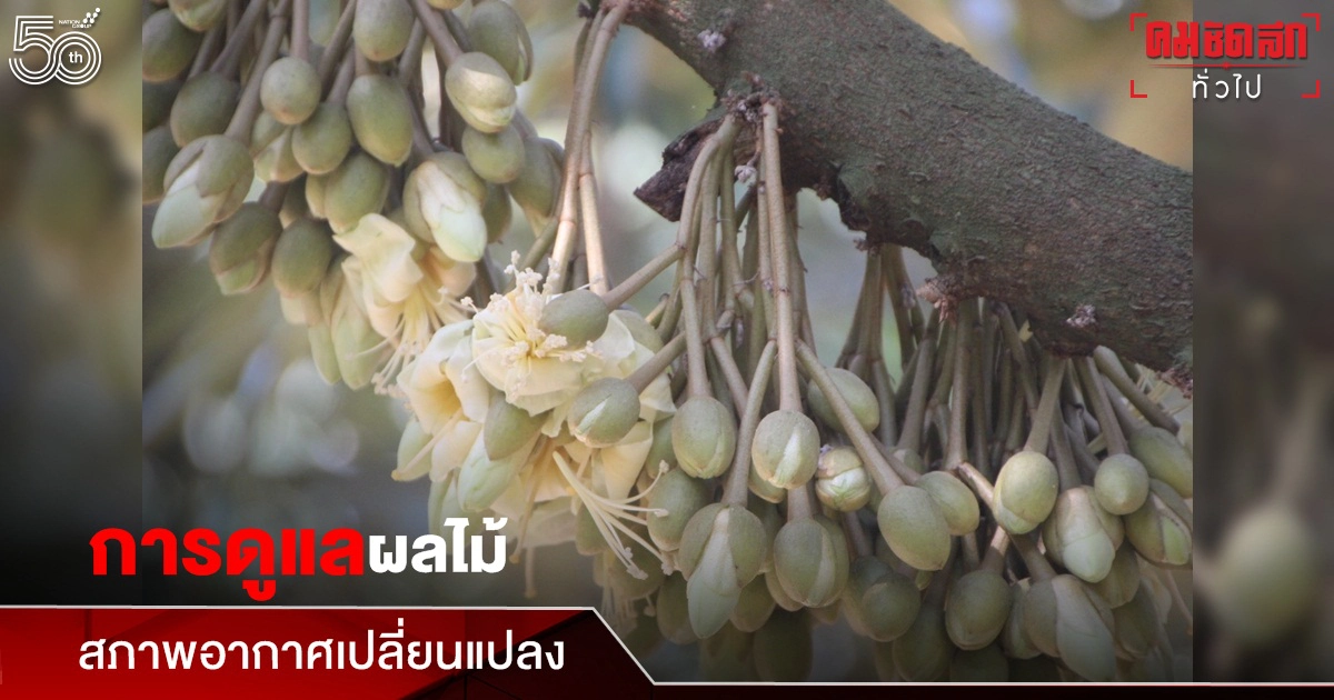 "สสก.3 จ.ระยอง" เดินหน้าพัฒนาองค์ความรู้ การดูแล"แปลงผลไม้"ช่วงสภาพอากาศเปลี่ยนแปลง "สสก.3 จ.ระยอง" เดินหน้าพัฒนาองค์ความรู้ การดูแล"แปลงผลไม้"ช่วงสภาพอากาศเปลี่ยนแปลง