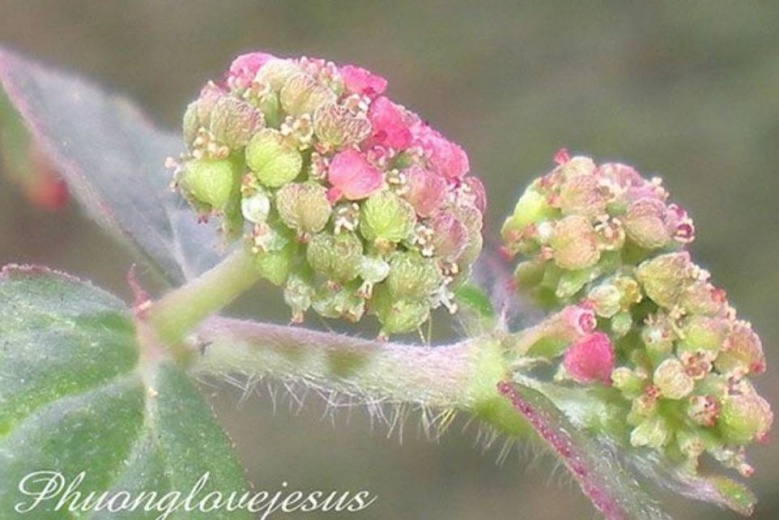 รู้จัก "น้ำนมราชสีห์" สมุนไพรตำรายาไทย