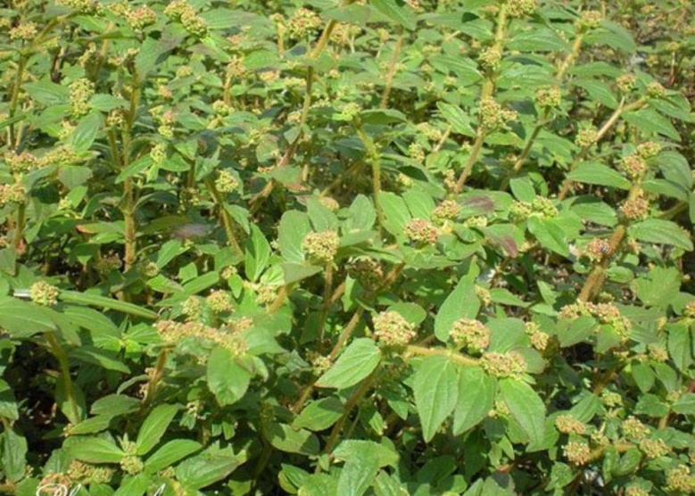 รู้จัก "น้ำนมราชสีห์" สมุนไพรตำรายาไทย