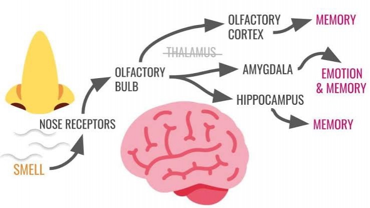 กลิ่นส่งผลต่อความทรงจำของเรามากที่สุด 