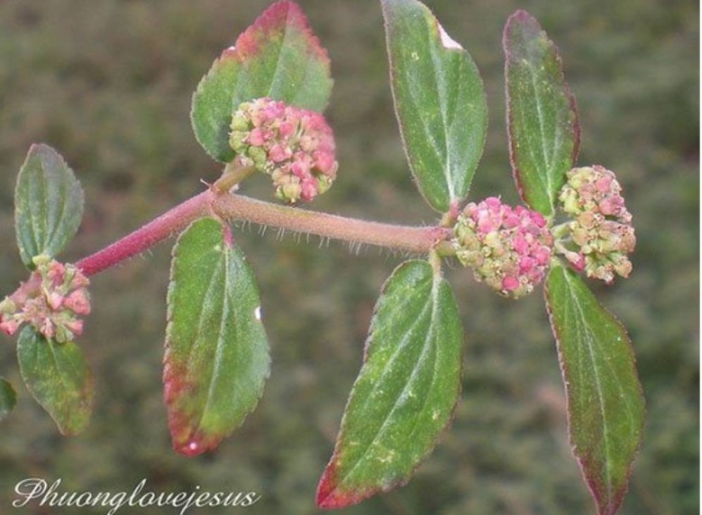 รู้จัก "น้ำนมราชสีห์" สมุนไพรตำรายาไทย