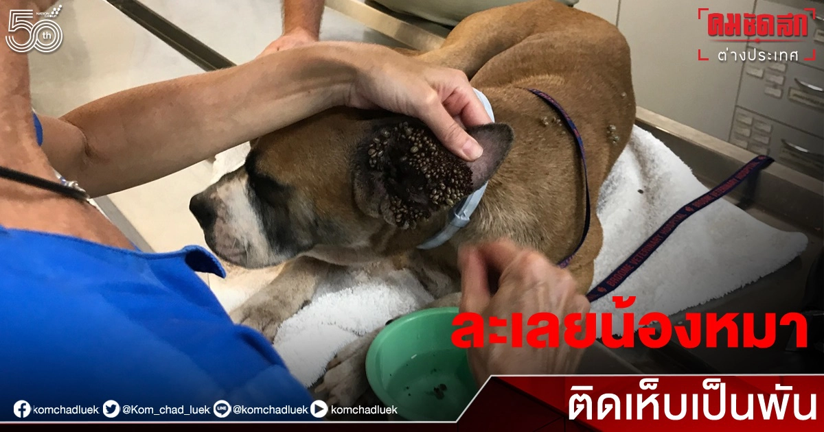 ปรับ 1.2 แสน แบนเลี้ยงสุนัข 10 ปี เจ้าของปล่อยน้องหมาติดเห็บเป็นพันๆ ปรับ 1.2 แสน แบนเลี้ยงสุนัข 10 ปี เจ้าของปล่อยน้องหมาติดเห็บเป็นพันๆ