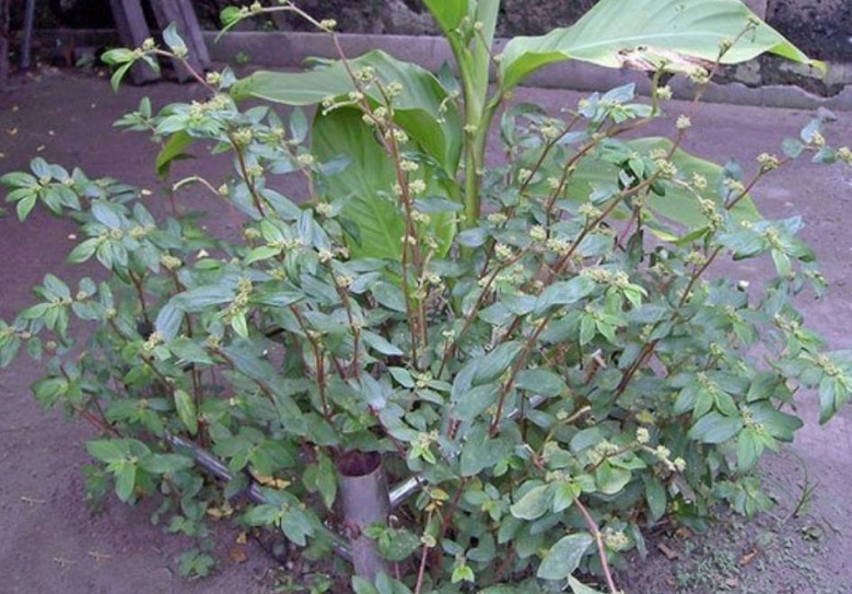 รู้จัก "น้ำนมราชสีห์" สมุนไพรตำรายาไทย