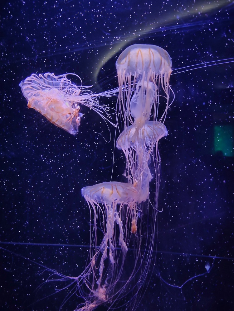 สัมผัสบรรยกาศใต้ท้องทะเลกับ "พิพิธภัณฑ์สัตว์น้ำบางแสน"