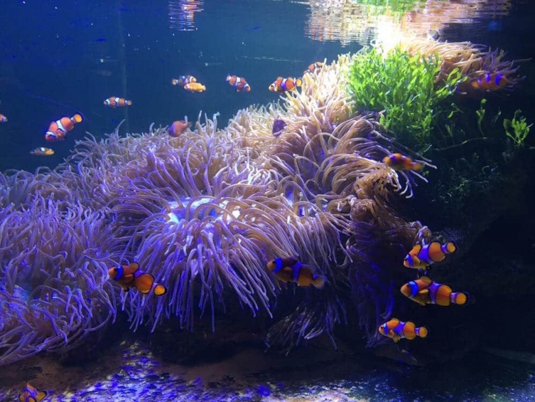 สัมผัสบรรยกาศใต้ท้องทะเลกับ "พิพิธภัณฑ์สัตว์น้ำบางแสน"