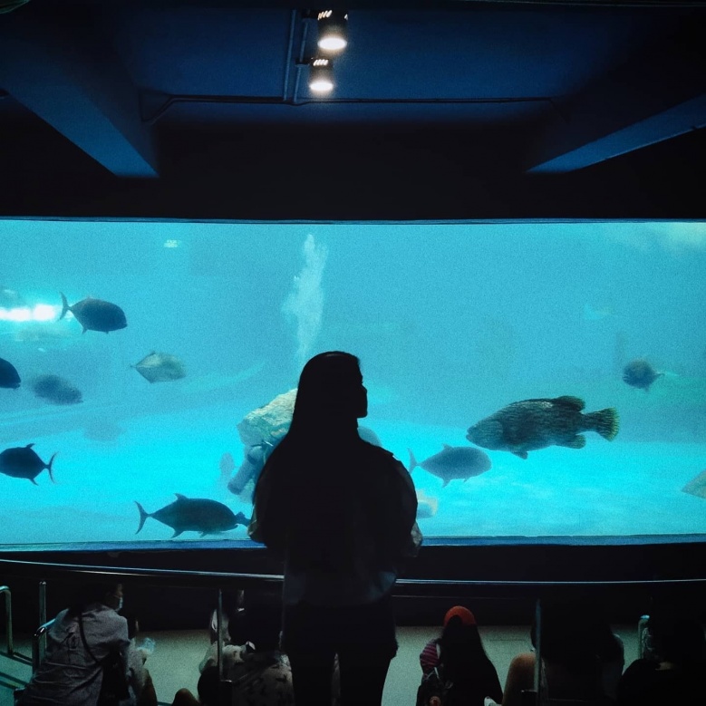 สัมผัสบรรยกาศใต้ท้องทะเลกับ "พิพิธภัณฑ์สัตว์น้ำบางแสน"