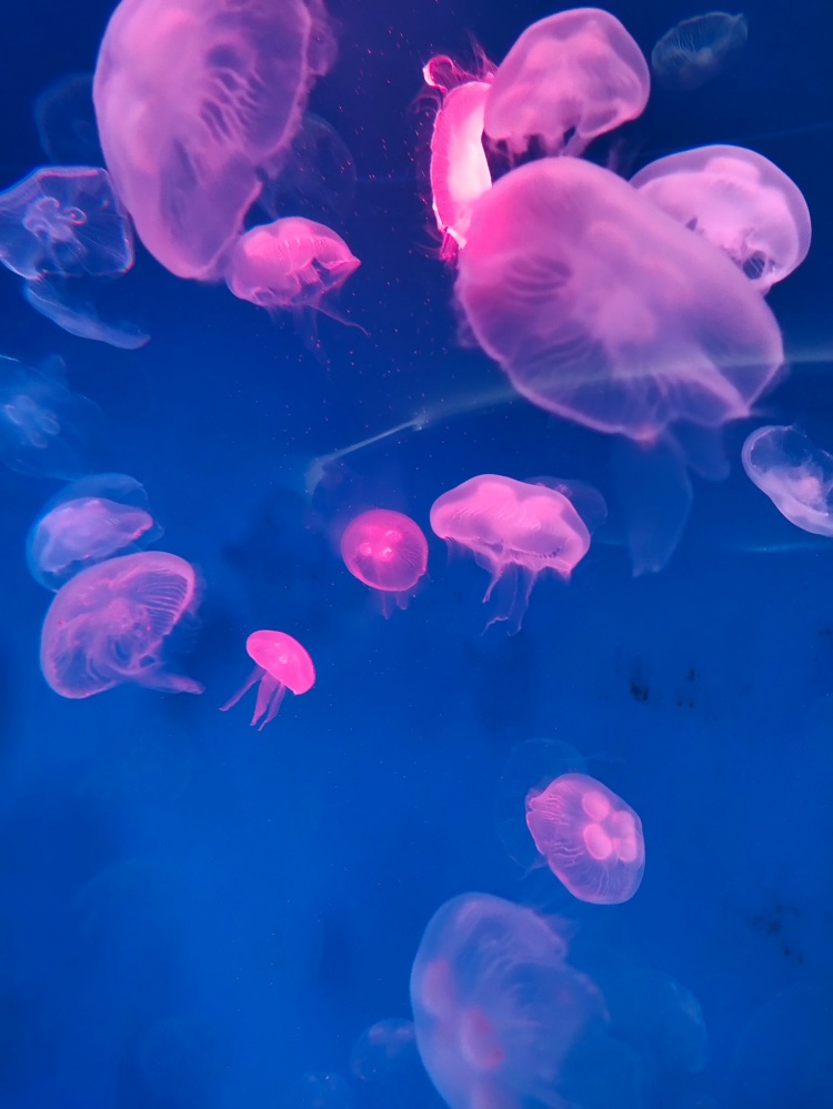 สัมผัสบรรยกาศใต้ท้องทะเลกับ "พิพิธภัณฑ์สัตว์น้ำบางแสน"