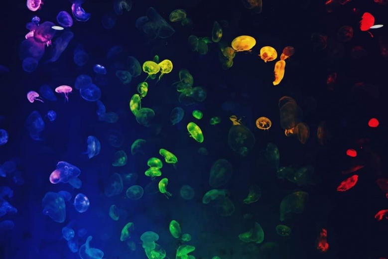 สัมผัสบรรยกาศใต้ท้องทะเลกับ "พิพิธภัณฑ์สัตว์น้ำบางแสน"