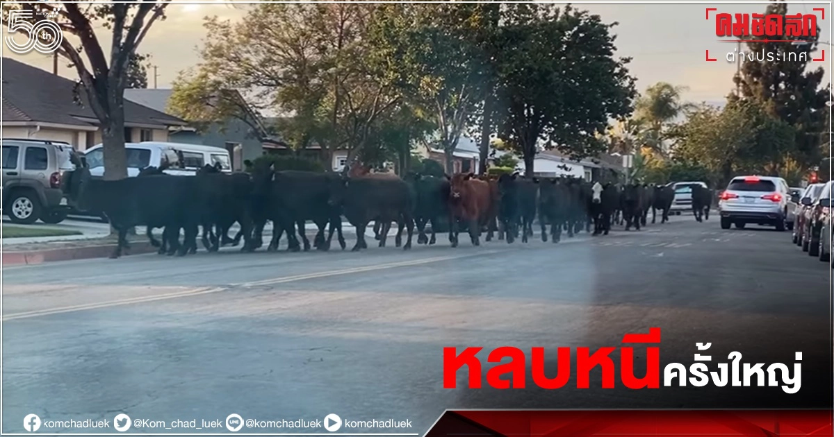 อลหม่าน "วัวหลายสิบตัว"หลุดโรงงานแปรรูปเนื้อในแอลเอ วิ่งวุ่นในชุมชน (คลิป) อลหม่าน "วัวหลายสิบตัว"หลุดโรงงานแปรรูปเนื้อในแอลเอ วิ่งวุ่นในชุมชน (คลิป)