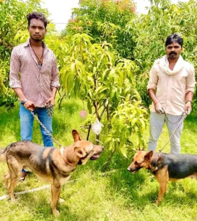 "ชาวสวนอินเดีย" บังเอิญปลูกมะม่วงที่มีราคาแพงที่สุดในโลก 