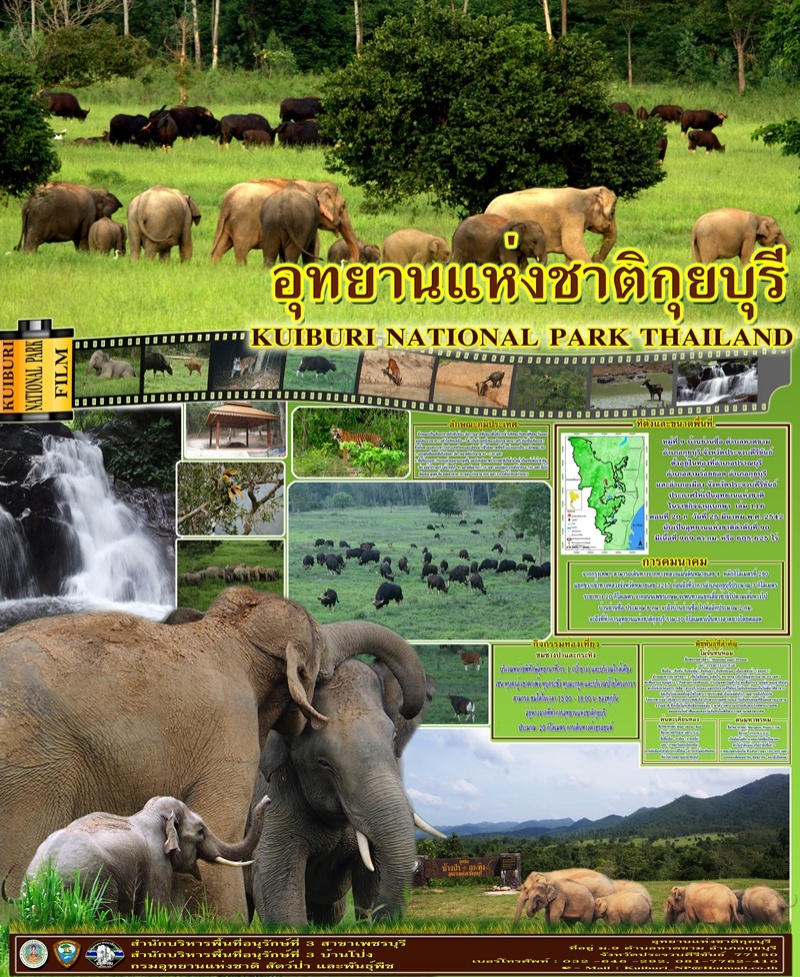 เที่ยวป่า"กุยบุรี"ซาฟารีเมืองไทย" ชมฝูงกระทิง ปรากฎตัวให้นักท่องเที่ยวยลโฉม