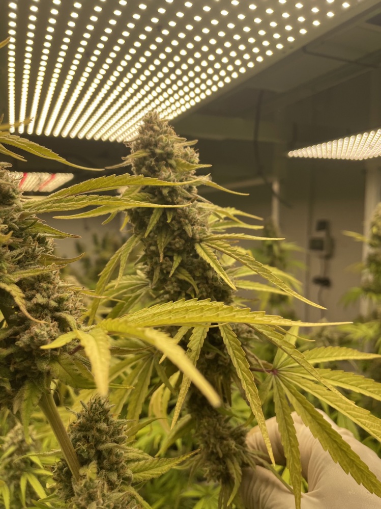 สายเขียวเตรียมตัวให้พร้อม 1 ก.ค. นี้ บุกดินแดนกัญชา เพลาเพลิน บุรีรัมย์ 