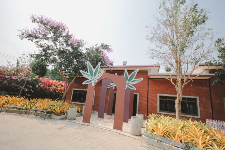 สายเขียวเตรียมตัวให้พร้อม 1 ก.ค. นี้ บุกดินแดนกัญชา เพลาเพลิน บุรีรัมย์ 