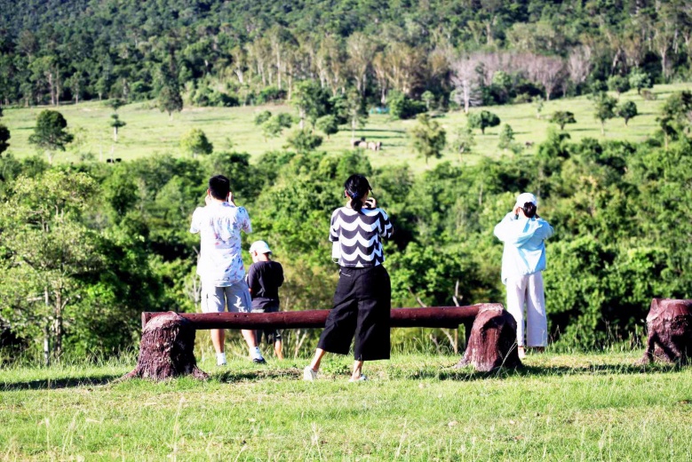 เที่ยวป่า"กุยบุรี"ซาฟารีเมืองไทย" ชมฝูงกระทิง ปรากฎตัวให้นักท่องเที่ยวยลโฉม