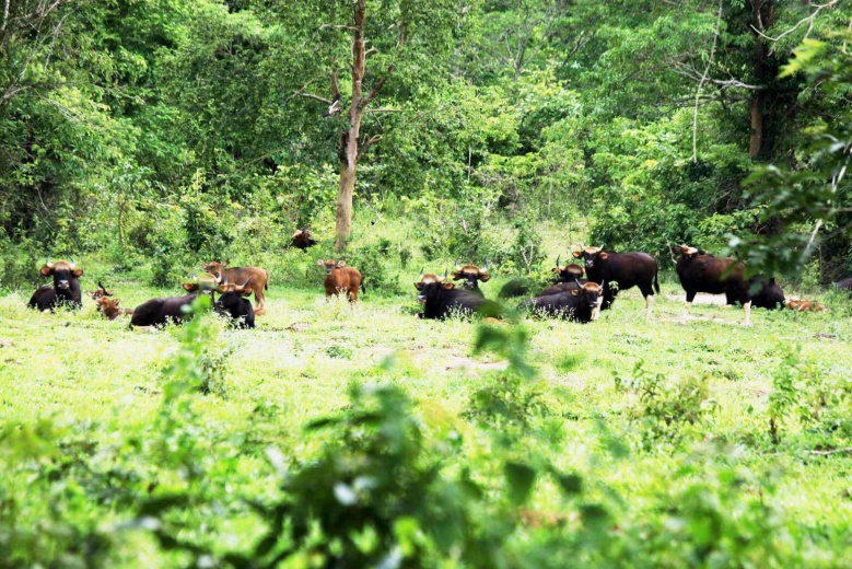 เที่ยวป่า"กุยบุรี"ซาฟารีเมืองไทย" ชมฝูงกระทิง ปรากฎตัวให้นักท่องเที่ยวยลโฉม