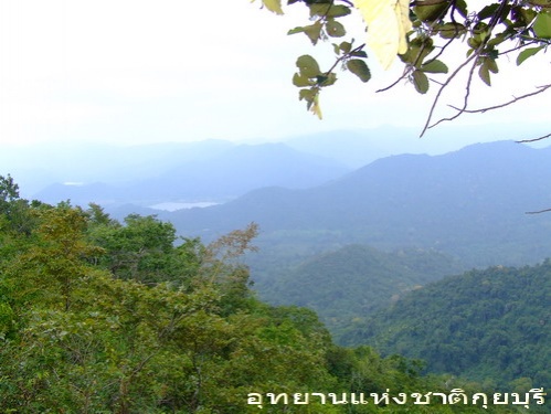 เที่ยวป่า"กุยบุรี"ซาฟารีเมืองไทย" ชมฝูงกระทิง ปรากฎตัวให้นักท่องเที่ยวยลโฉม