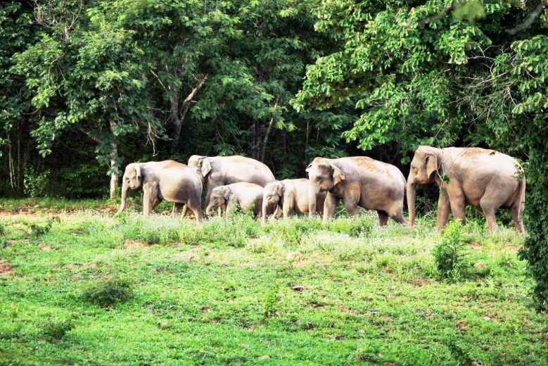 เที่ยวป่า"กุยบุรี"ซาฟารีเมืองไทย" ชมฝูงกระทิง ปรากฎตัวให้นักท่องเที่ยวยลโฉม
