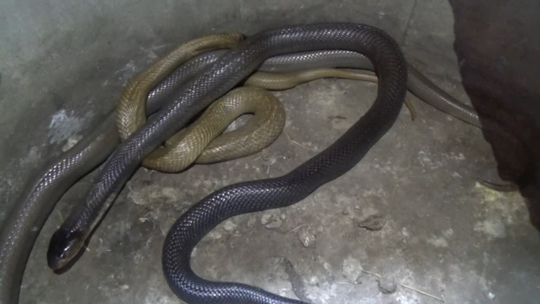 สุดทึ่ง อาชีพอันตราย  จับ"งูเห่า"ขายได้หลักแสน