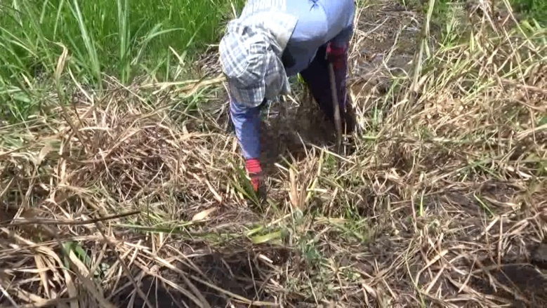 สุดทึ่ง อาชีพอันตราย  จับ"งูเห่า"ขายได้หลักแสน