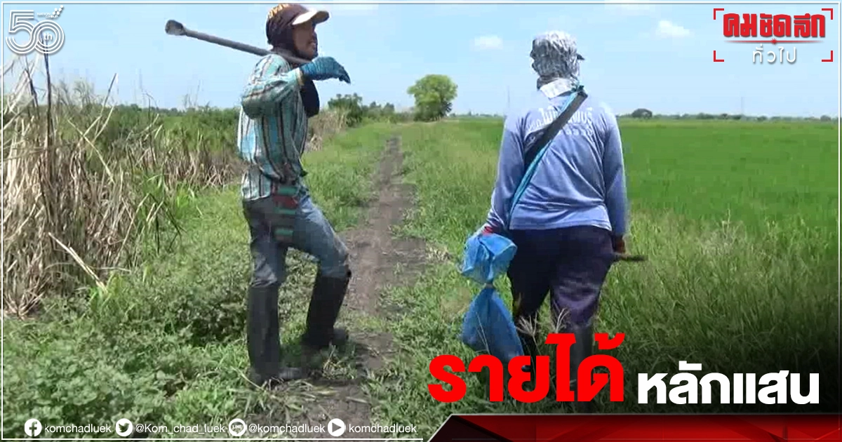 สุดทึ่ง อาชีพอันตราย  จับ"งูเห่า"ขายได้หลักแสน