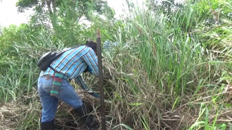 สุดทึ่ง อาชีพอันตราย  จับ"งูเห่า"ขายได้หลักแสน