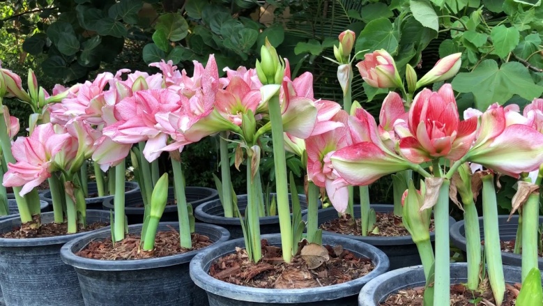 5 ต้นไม้"อัปมงคล"ไม่ควรมีไว้ที่บ้าน 