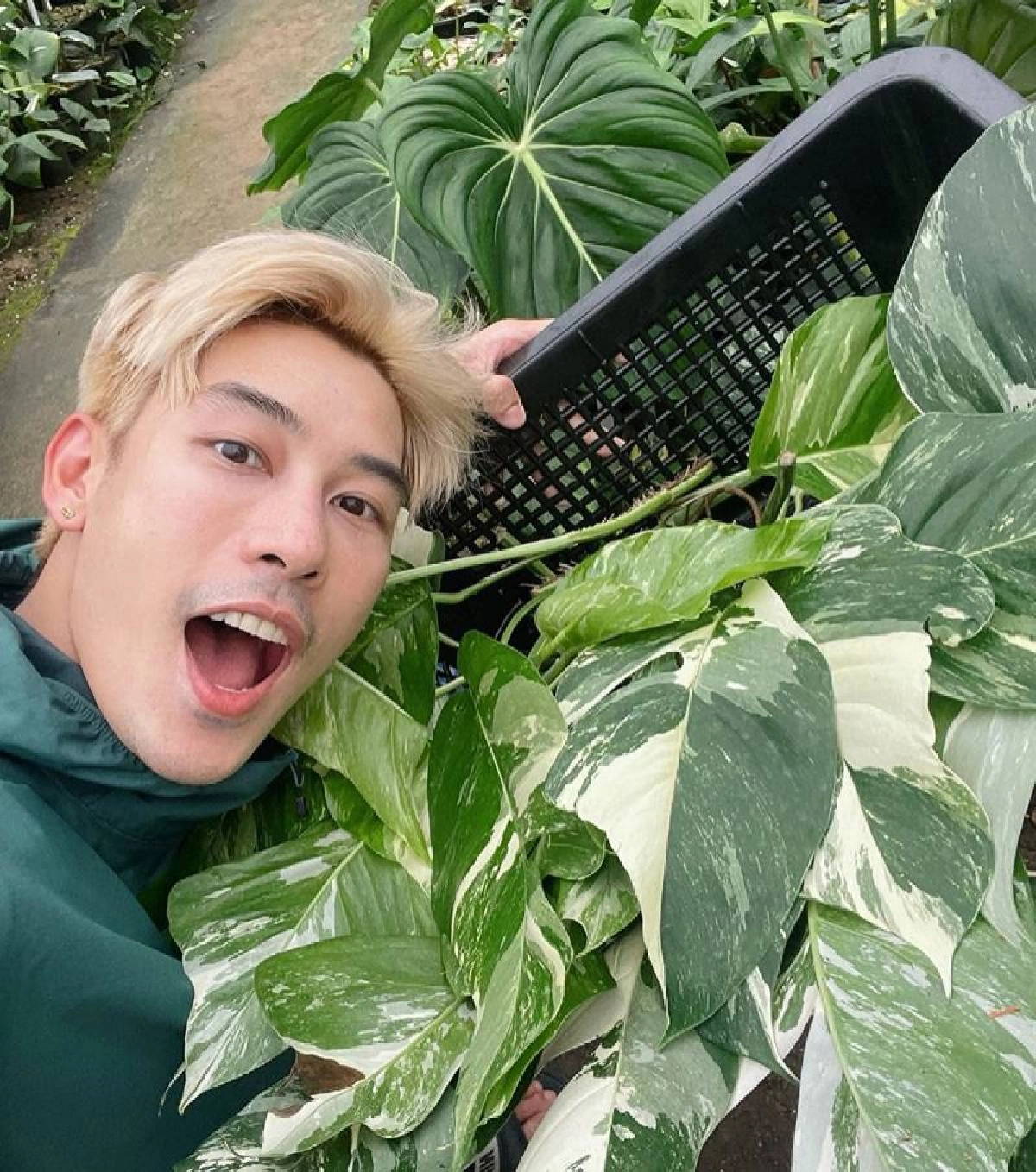 "เคน ภูภูมิ" เปิดประมูลต้นกล้วยด่าง ชั่วโมงเดียวปิดราคาที่ 1.2 แสน