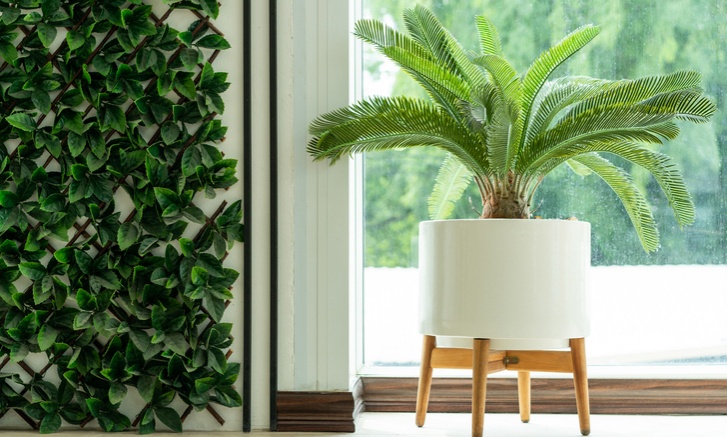 5 ต้นไม้"อัปมงคล"ไม่ควรมีไว้ที่บ้าน 