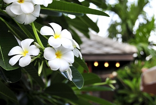 5 ต้นไม้"อัปมงคล"ไม่ควรมีไว้ที่บ้าน 