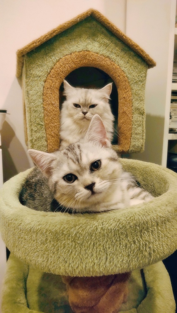 5 พฤติกรรม "แมว" บอกรักเจ้าของ 