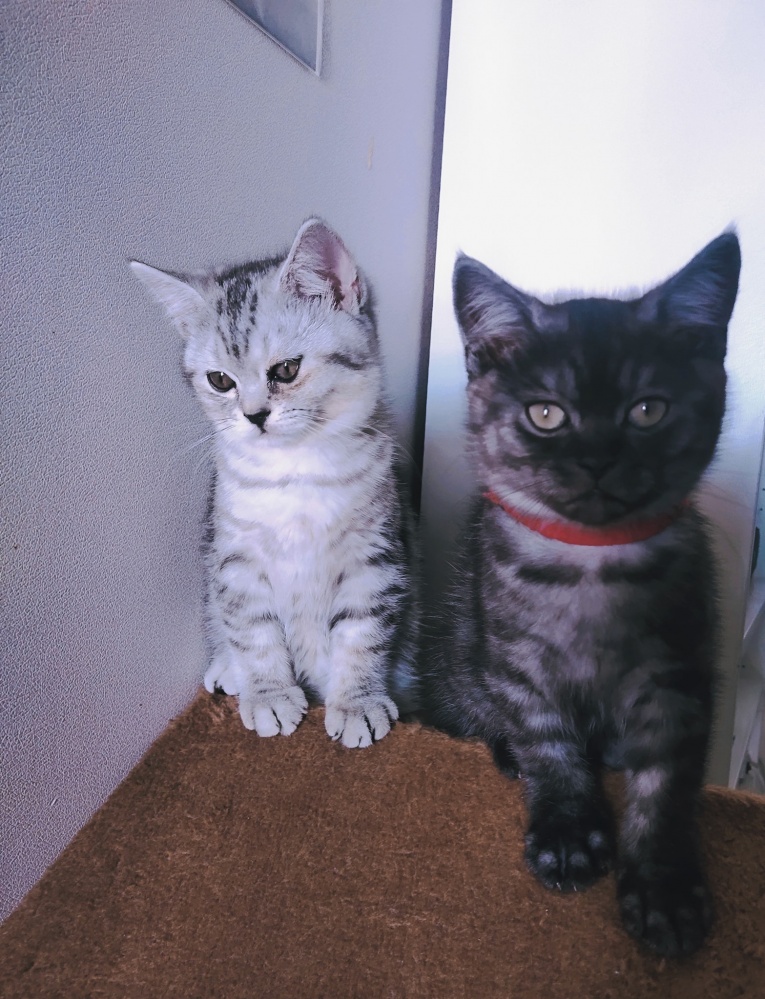 5 พฤติกรรม "แมว" บอกรักเจ้าของ 