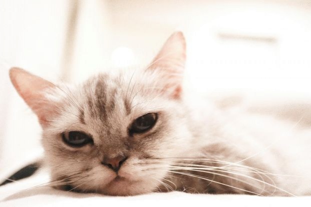 5 พฤติกรรม "แมว" บอกรักเจ้าของ 