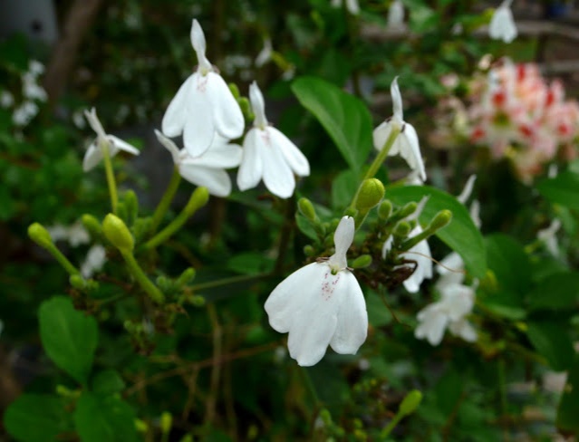 สุดยอด "สมุนไพร" ช่วยรักษา "โรคผิวหนัง" หาได้ง่ายๆใกล้ตัว