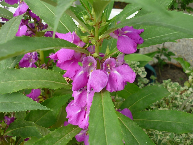 สุดยอด "สมุนไพร" ช่วยรักษา "โรคผิวหนัง" หาได้ง่ายๆใกล้ตัว