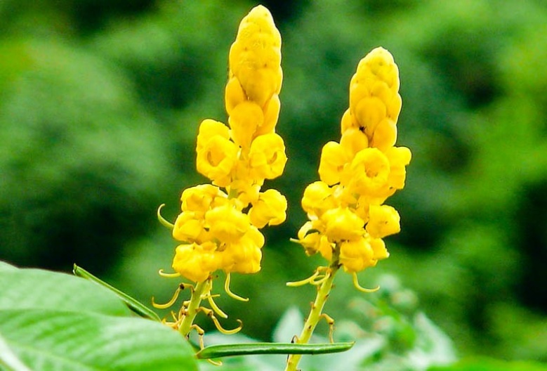 สุดยอด "สมุนไพร" ช่วยรักษา "โรคผิวหนัง" หาได้ง่ายๆใกล้ตัว