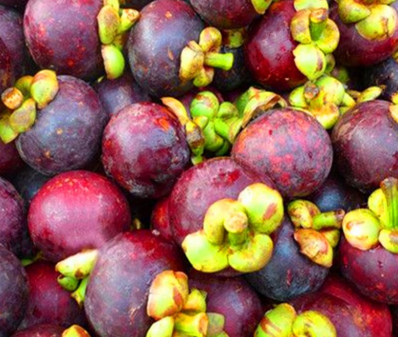 "มังคุด" ราชินีแห่งผลไม้ ของโปรด ประโยชน์เยอะ