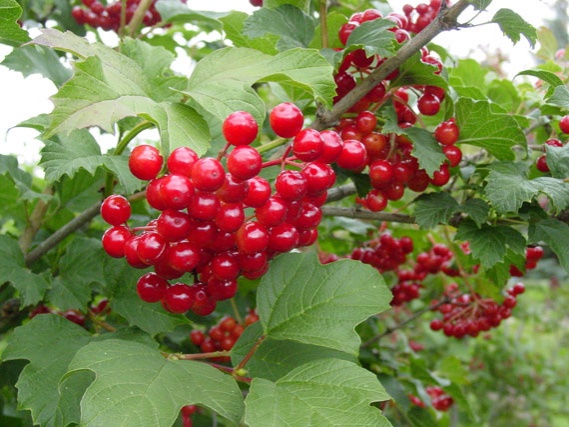 เผย 10 อันดับสุดยอด "ผลไม้" ช่วยให้คุณห่างไกลความ "อ้วน" แถมยังได้ผิวสวย