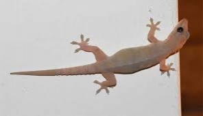 คุณเชื่อไหม.."14ลางบอกเหตุ"ตามความเชื่อโบราณ จะมีโชค หรือดวงตก