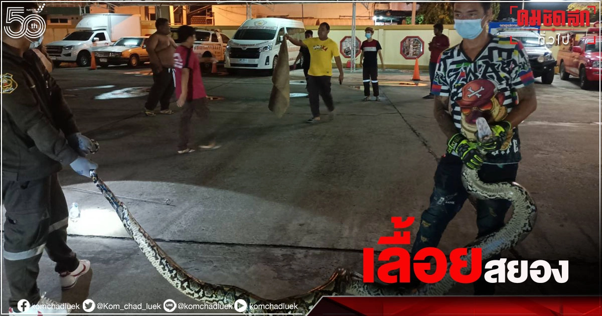  ยาวเฟื้อยเลย "งูเหลือมยักษ์" หนักเกือบร้อยโลเลื้อยซุกบ้านนครปฐม