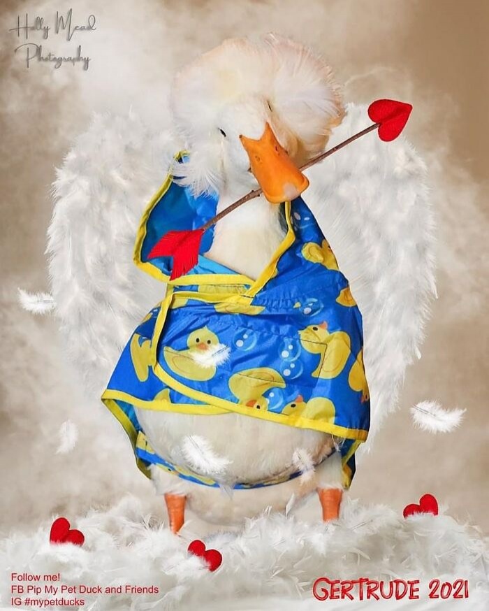 "เกอร์ทรูด" เจ้าเป็ดแสนรู้ที่มากับทรงผมแสนเก๋ ผู้มอบความสุขในบ้านพักคนชรา