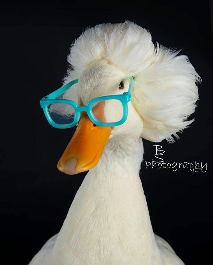 "เกอร์ทรูด" เจ้าเป็ดแสนรู้ที่มากับทรงผมแสนเก๋ ผู้มอบความสุขในบ้านพักคนชรา